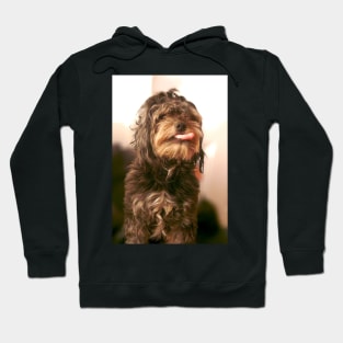 Rude dog Hoodie